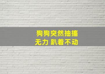 狗狗突然抽搐无力 趴着不动